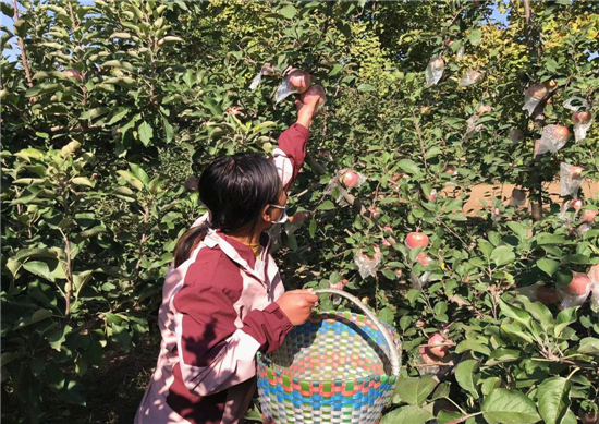 祥符區興隆鄉：紅蘋果成了農戶致富的“金果果”_fororder_圖片1