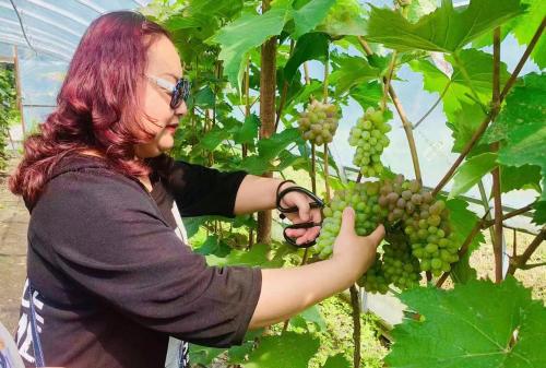 東方紅局馬鞍山農場生態採摘園裏樂趣多