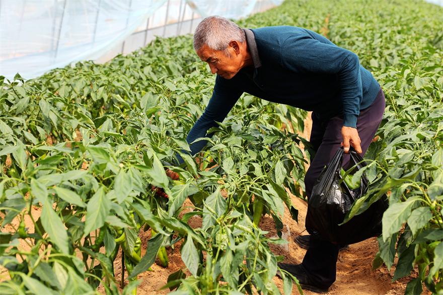 榆林市府谷县田家寨镇：乡村振兴硕果丰 宜业宜居“成色”足_fororder_微信图片_20221026135059