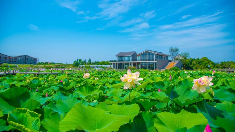 【文化旅遊-滾動圖】上海金山漕涇郊野公園開園： “水+園、水+島、水+田”_fororder_3