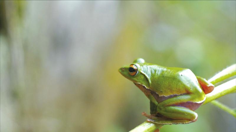 （转载）四川生物多样性保护纪录片《生态秘境》登陆央视