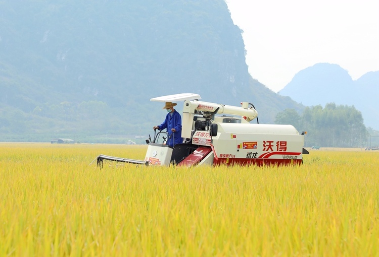 贵港市覃塘区：稻谷成熟了 农民丰收了