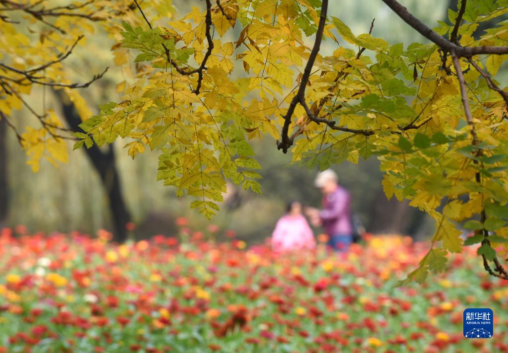 圆明园秋意盎然