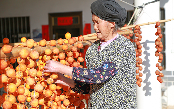 Zhaohua District, Guangyuan City, Sichuan Province: in Late Autumn, with the Enchanting Harvest Scene, the Persimmons Turn Red_fororder_图片 2