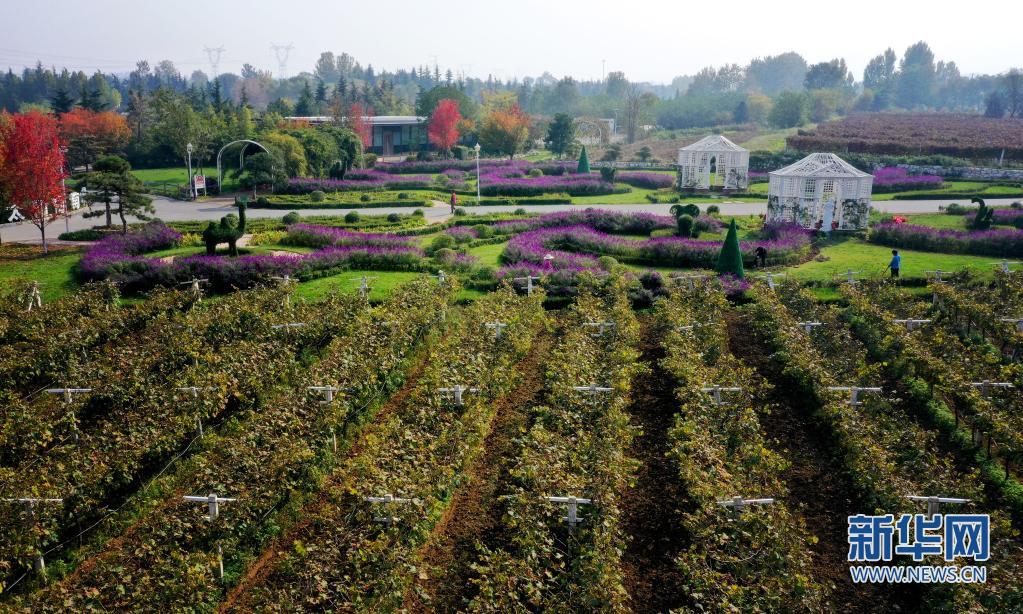 （轉載）西安：發展“農業景區” 助力鄉村振興