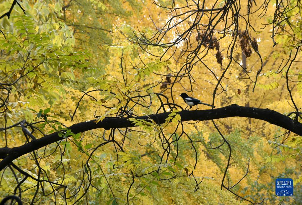 圆明园秋意盎然