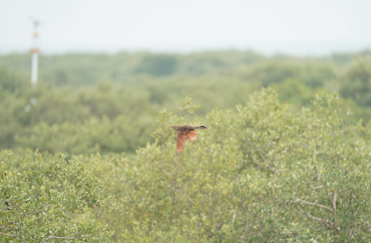 广西北海滨海湿地首次记录到二级保护动物小鸦鹃和红角鸮