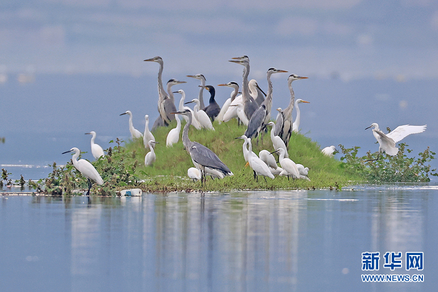 重慶巫山：大昌湖引群鳥棲息 成美麗生態風景線