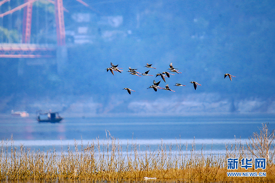重慶巫山：大昌湖引群鳥棲息 成美麗生態風景線