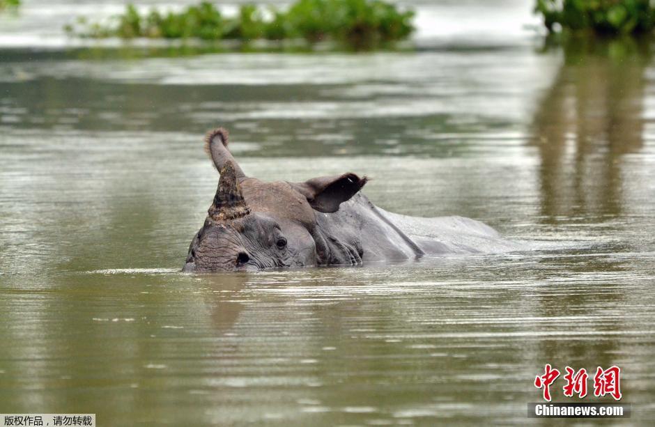 印度暴雨动物受灾 村民奋力营救珍稀独角犀牛