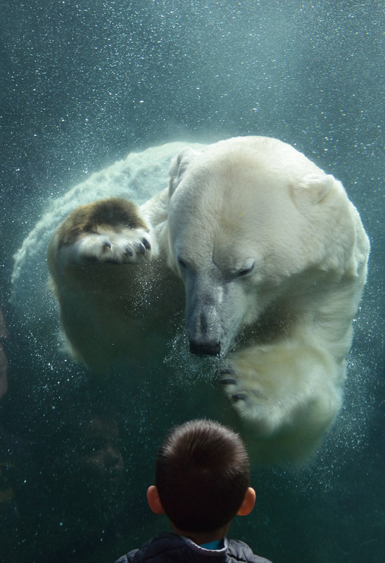 美4岁男孩与北极熊对视 画面温馨