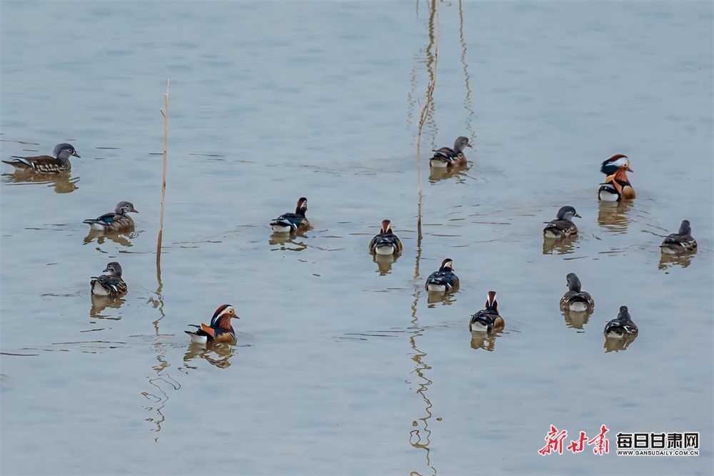 【生态】成群野生鸳鸯栖息合水固城新村水库