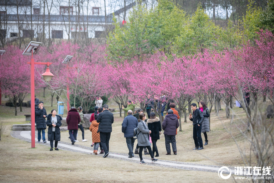 浙江浦江：紅梅綻放引客來