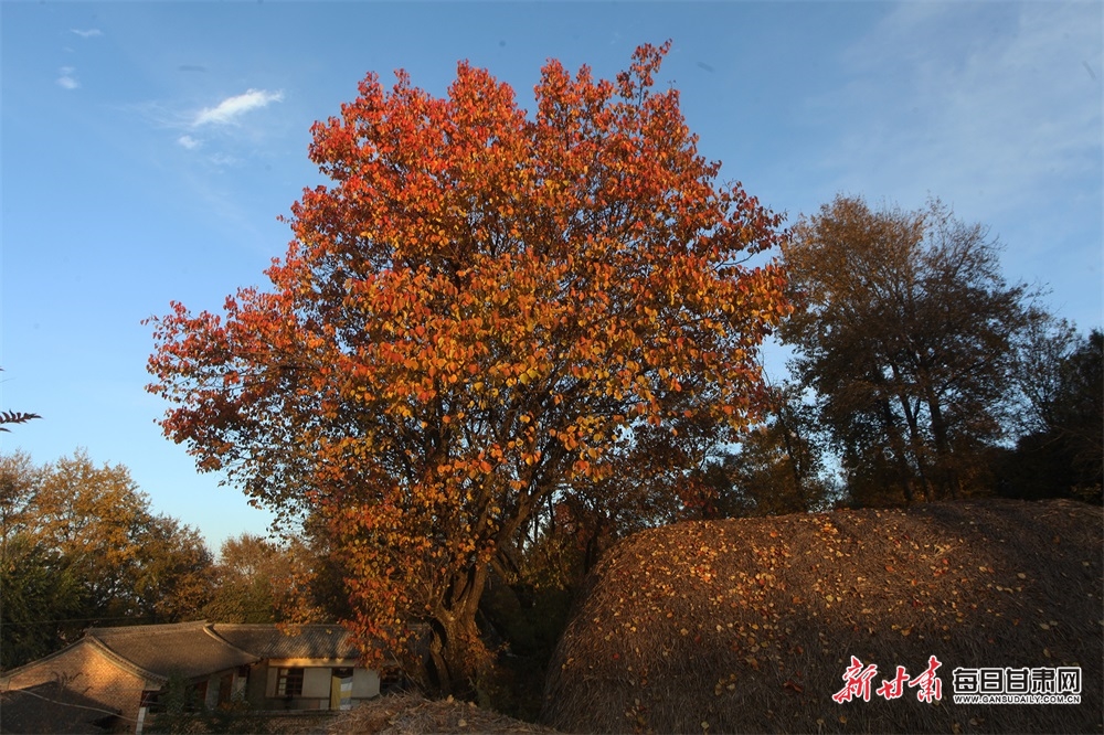 【大美甘肃】极目金黄山峦秀 陇西梯田别样美