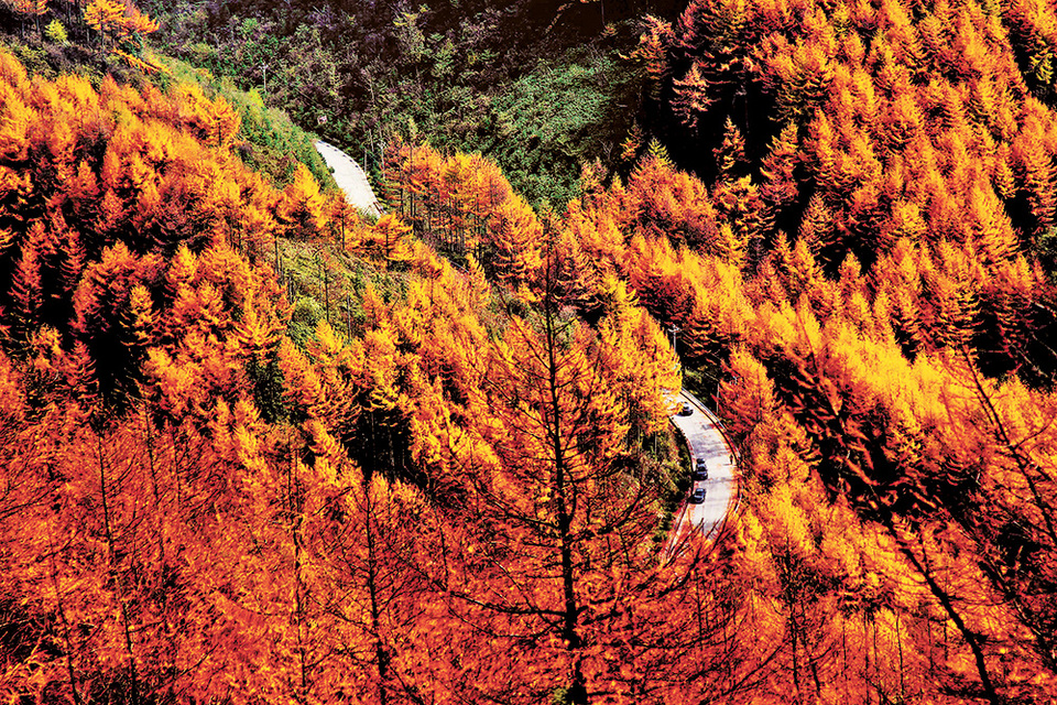 【城市远洋带图】重庆巫山：森林公园秋景如画