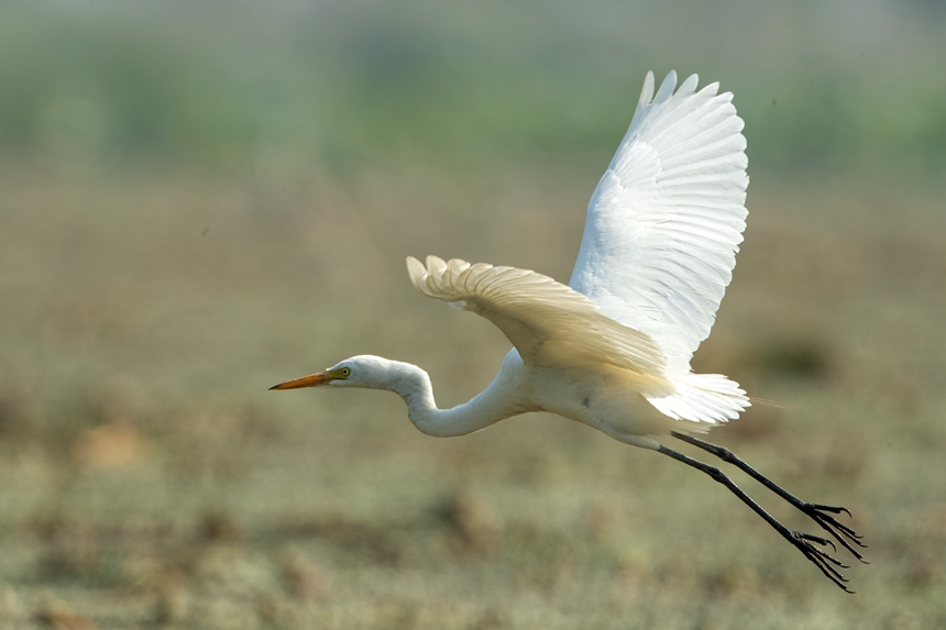 【中首圖】“鳥類天堂”白洋淀