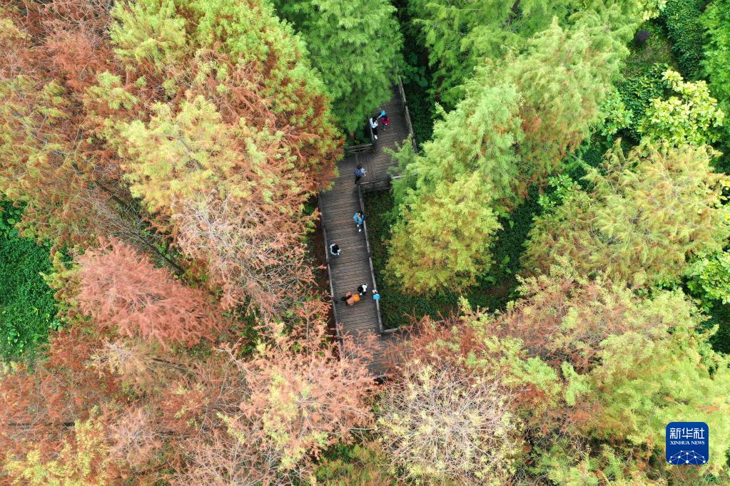 广西南宁：冬来杉树着红装