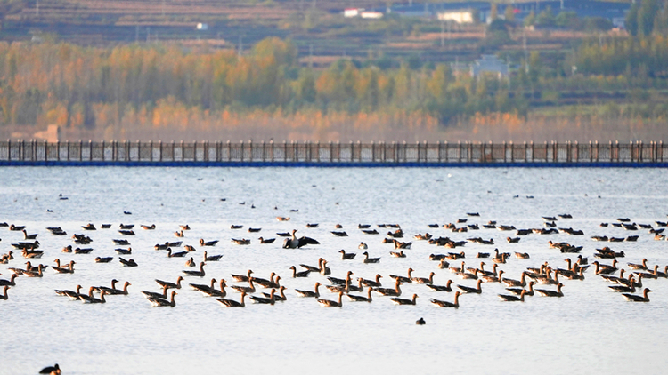 【中首】濕地雁影萬羽飛 溢泉湖進入最美候鳥季