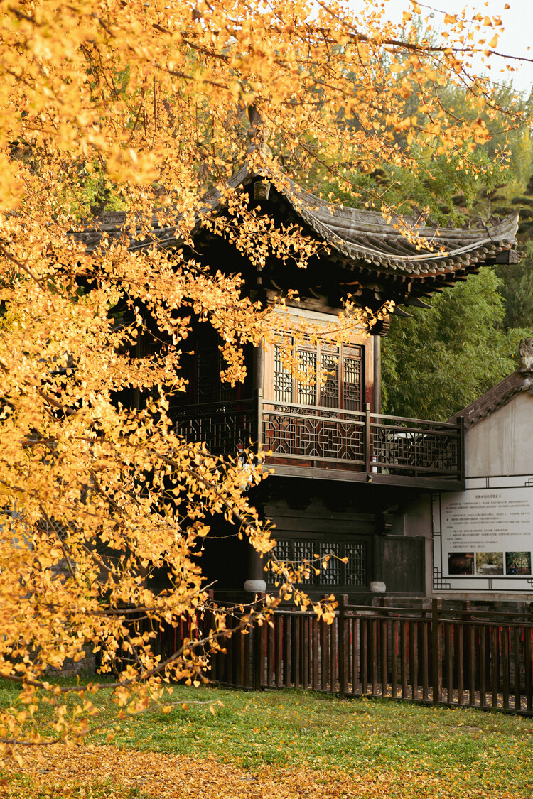 【人间秋色在陕西】秋满长安 李世民手植千年银杏披金甲_fororder_DSC_1693
