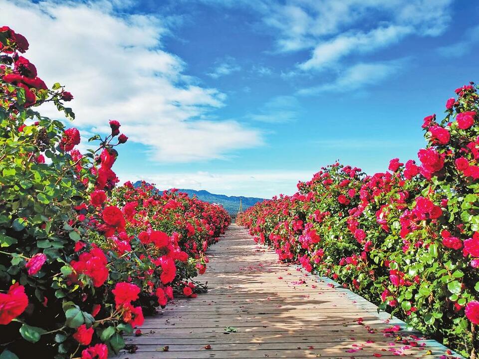 丽江玉龙千亩玫瑰花开成海