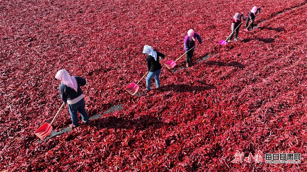 【張掖】“椒”傲！張掖甘州區烏江鎮紅辣椒喜獲豐收