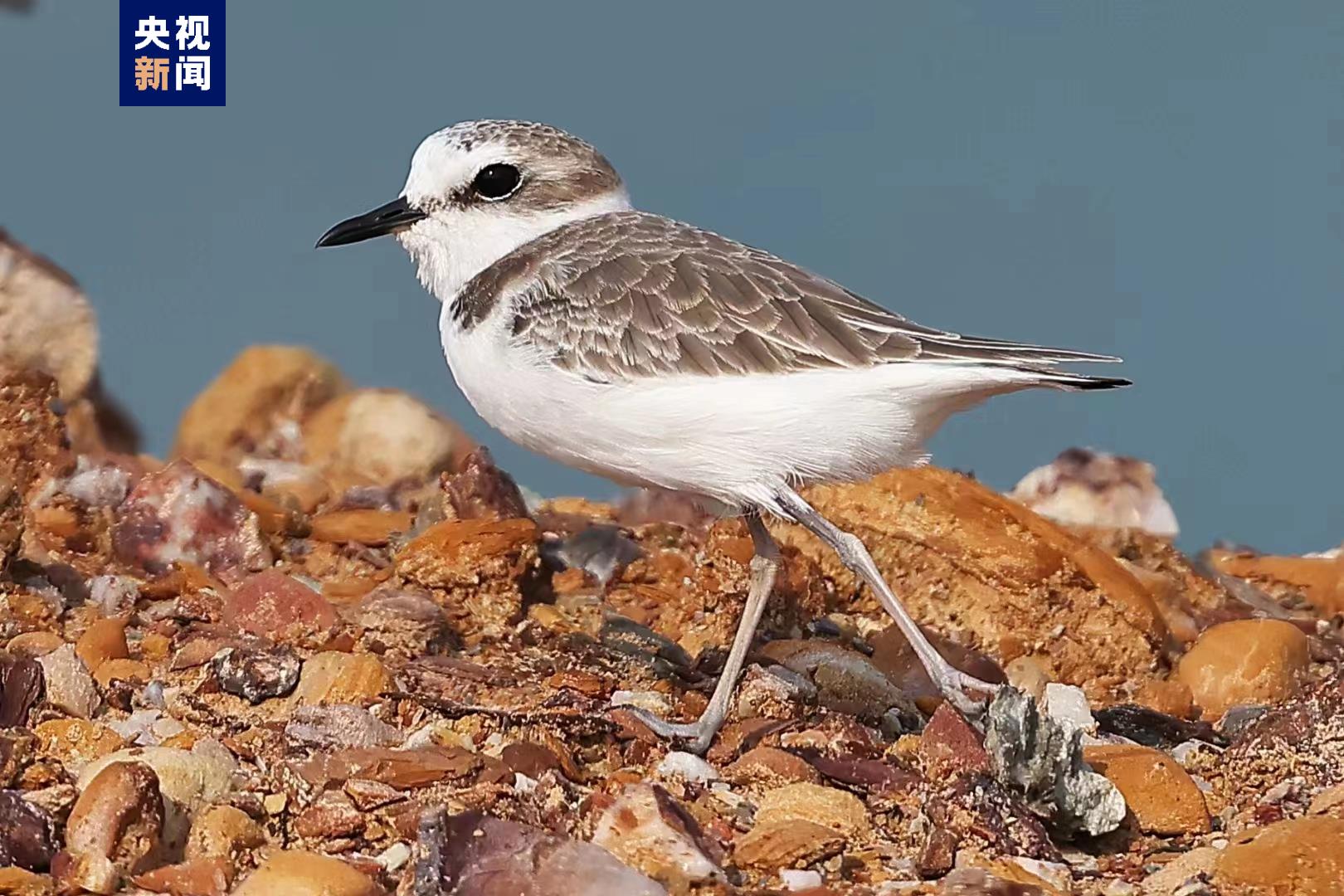 广西合浦儒艮国家级自然保护区观测记录到回归候鸟40余种超6万只