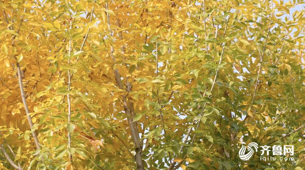 最低氣溫降至3℃+霜凍！弱冷空氣未來幾天頻繁影響山東 氣溫將波動下降