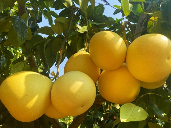 （供稿）貴州平塘掌布：打造蜜柚品牌 助力鄉村振興_fororder_樹上結滿誘人的柚子