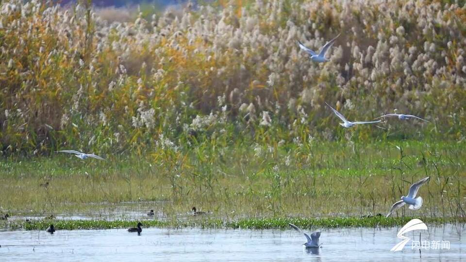 东平湖湿地数万只候鸟迁徙越冬 创历史之最