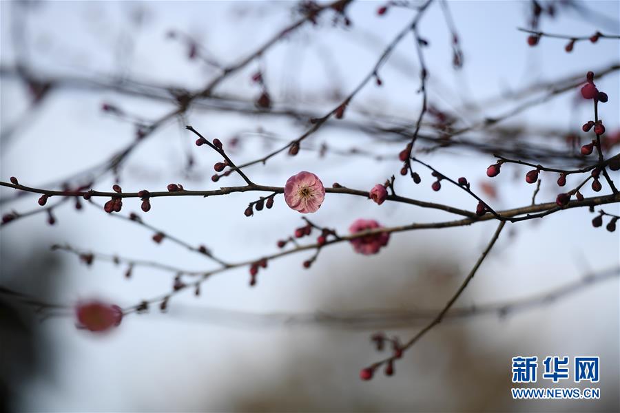 杭州：灵峰探梅赏春时