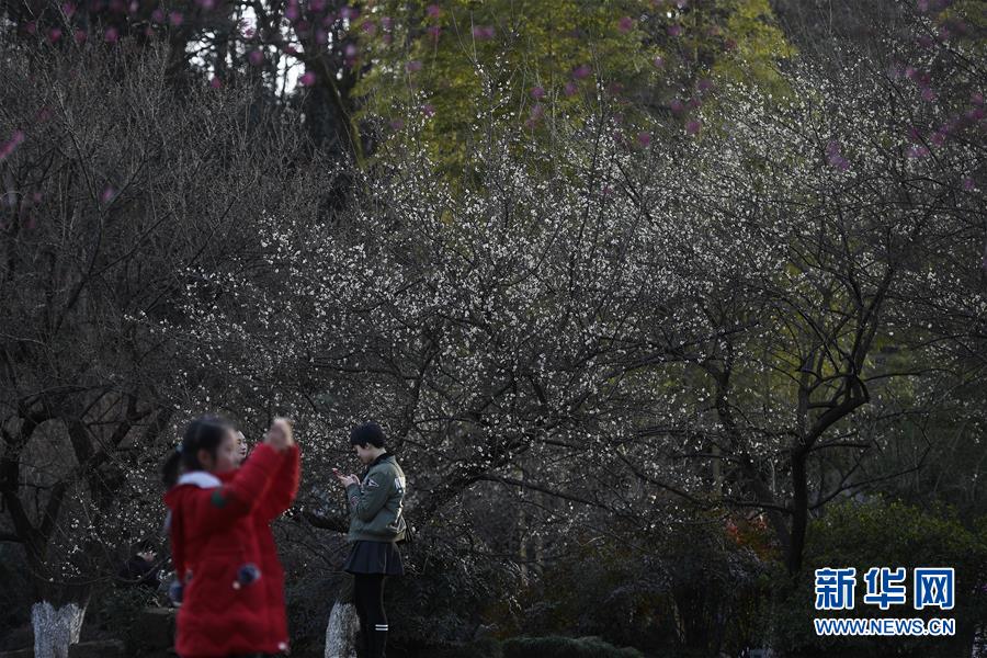 杭州：灵峰探梅赏春时