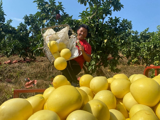 （供稿）貴州平塘掌布：打造蜜柚品牌 助力鄉村振興_fororder_群眾露出豐收的喜悅