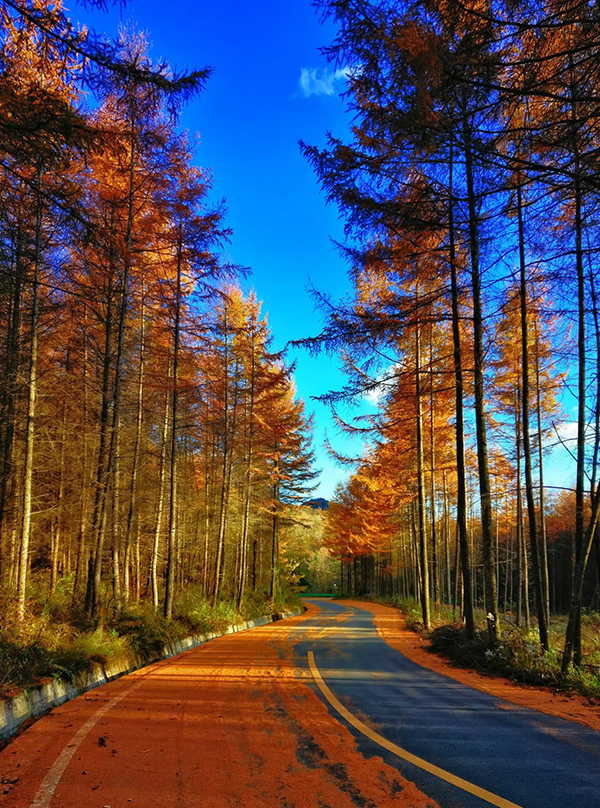 第二十屆四川光霧山國際紅葉節開幕_fororder_旅遊線路一景