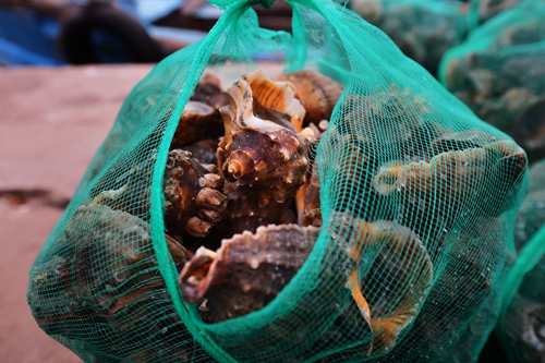 海螺豐收 “美味”增收
