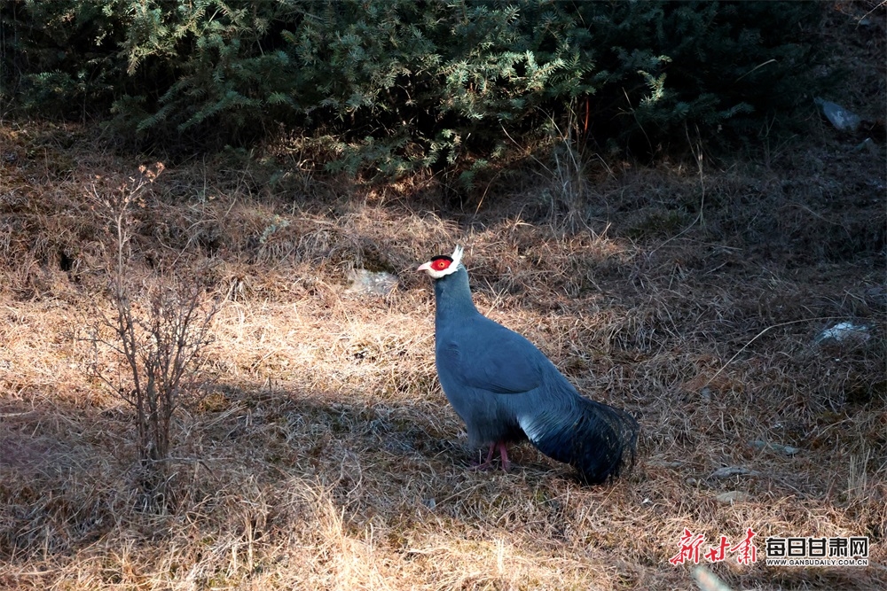 【生態】祁連山國家公園(肅南段)野生動物頻頻“搶鏡”_fororder_3