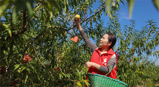 冬桃飘香满枝头 共同致富有奔头