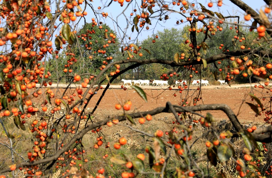 平顶山宝丰：山乡秋色美
