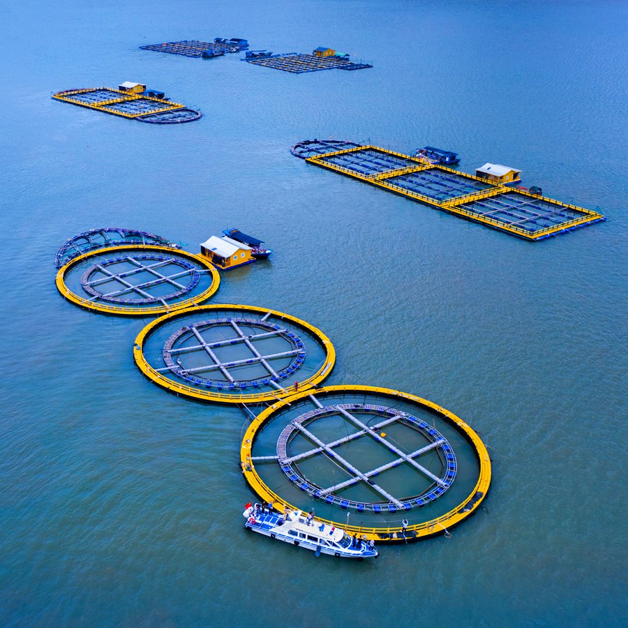 讓大黃魚遊出産業富民新高度 寧德蕉城區大力實施“國魚計劃”