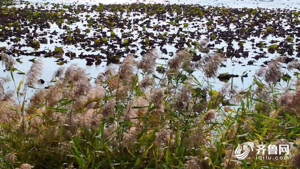 诗画山东｜带您沉浸式观赏东平山水秋色