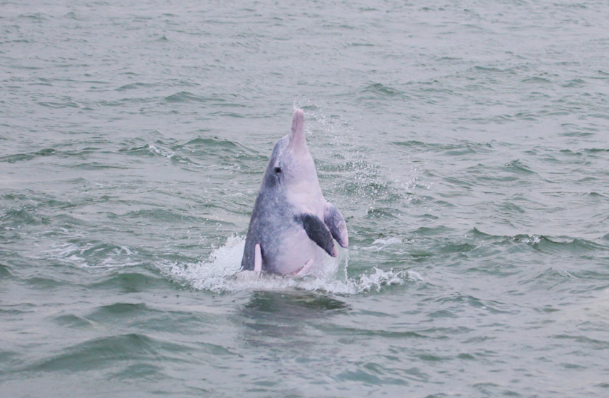 广西合浦儒艮保护区发现18头中华白海豚