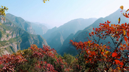 【原创】重庆巫山：三峡红叶红了