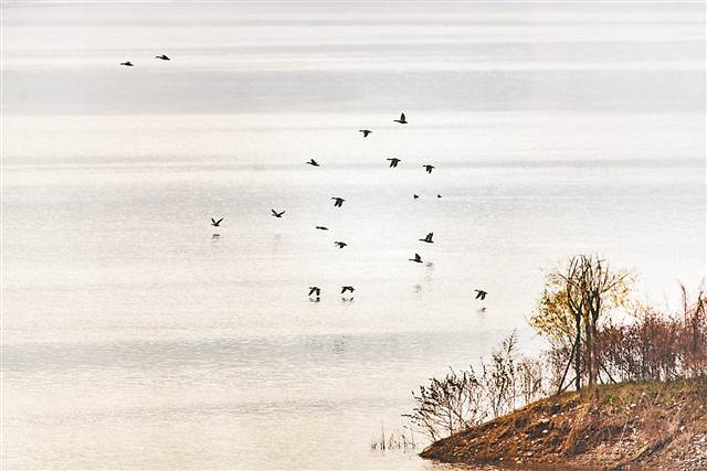 【区县联动】【开州】渚清沙白鸟飞回 开州汉丰湖迎来大量冬季候鸟【区县联动　列表】开州汉丰湖迎来大量冬季候鸟