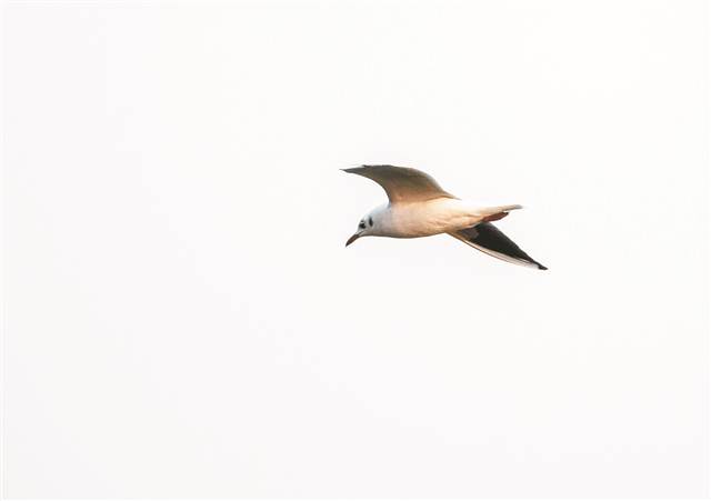 【区县联动】【开州】渚清沙白鸟飞回 开州汉丰湖迎来大量冬季候鸟【区县联动　列表】开州汉丰湖迎来大量冬季候鸟