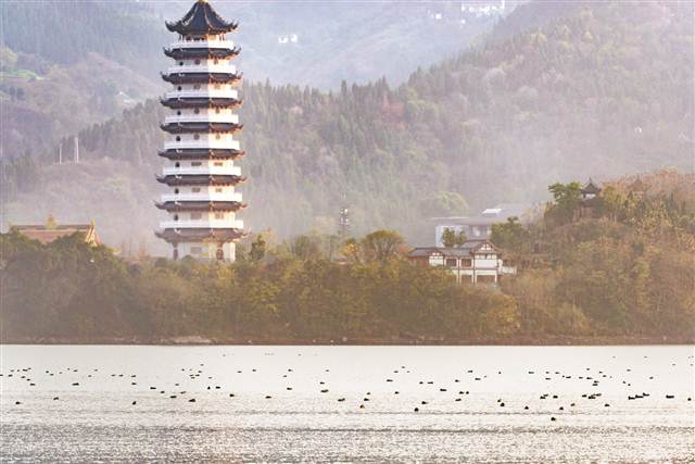 【区县联动】【开州】渚清沙白鸟飞回 开州汉丰湖迎来大量冬季候鸟【区县联动　列表】开州汉丰湖迎来大量冬季候鸟