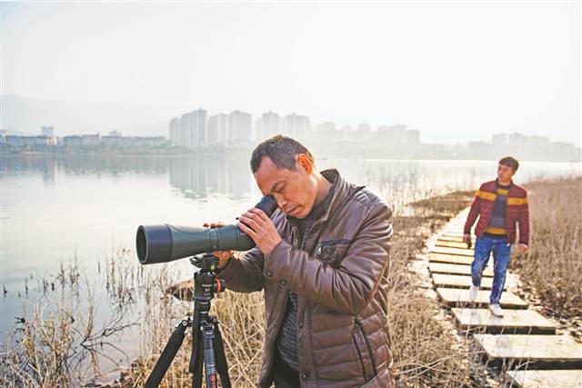 【区县联动】【开州】渚清沙白鸟飞回 开州汉丰湖迎来大量冬季候鸟【区县联动　列表】开州汉丰湖迎来大量冬季候鸟