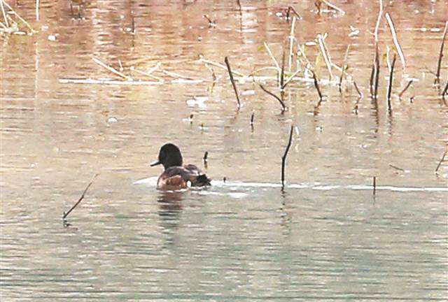 【区县联动】【开州】渚清沙白鸟飞回 开州汉丰湖迎来大量冬季候鸟【区县联动　列表】开州汉丰湖迎来大量冬季候鸟