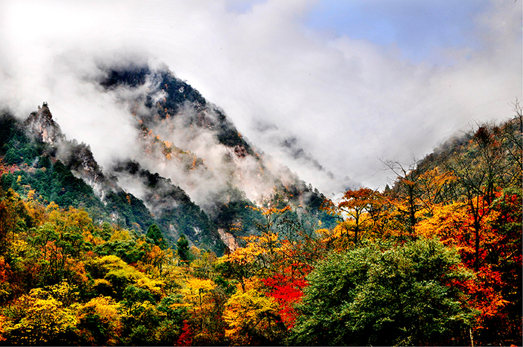 2022四川紅葉生態旅遊節分會場暨寶興夾金山第十一屆紅葉節啟幕_fororder_寶興紅葉彩林-供圖-寶興縣文化體育和旅遊局-(2)