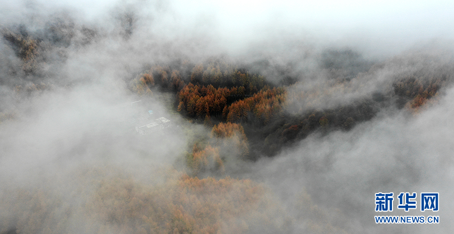 【城市远洋带图】重庆巫山：在梨子坪森林公园赴一场秋日之约