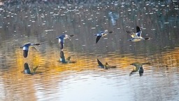 內蒙古：眾鳥喧闐不覺寒