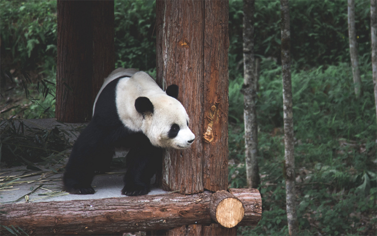 Homeland of Pandas · Tracing Roots in Baoxing | Panda Anyi Goes Back to Its Hometown_fororder_图片 3